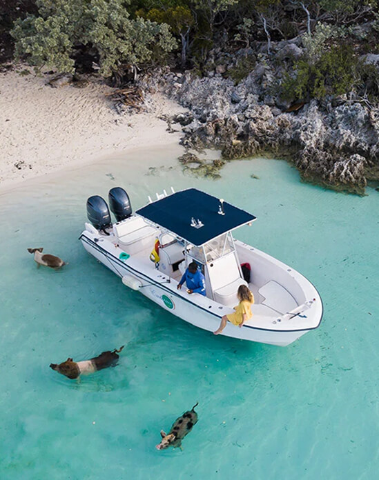 Swimming Pigs
